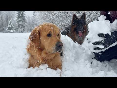 A Day In The Life Of My Dogs During A Snow Blizzard
