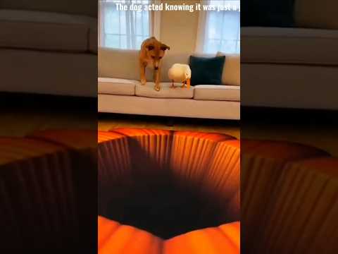The dog is confused by the 3D image