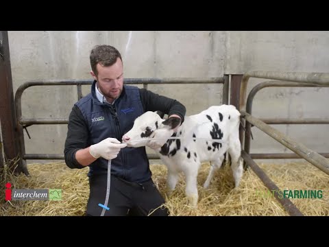 Stomach Tubing a Calf - Brilliant at the Basics
