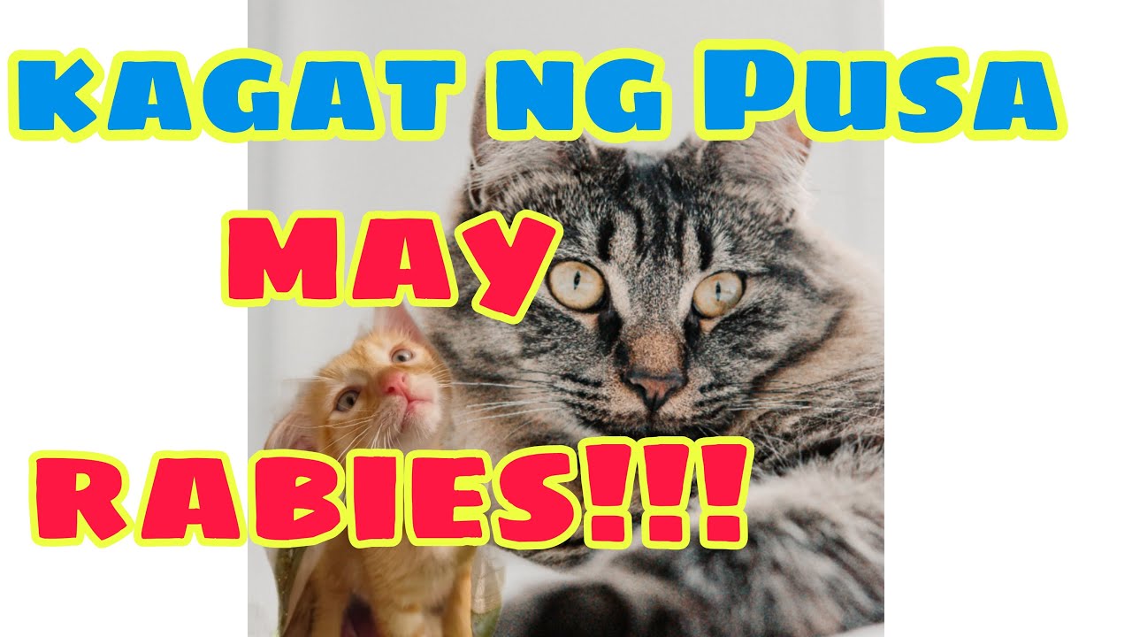 Putar video Mag ingat sa Kagat Ng Pusa sekarang Mag ingat sa Kagat Ng Pusa