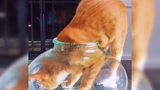 Những động vật  ngộ nghĩnh, vui nhộn, TiktokTrungQuốc#độngvat#tiktok#hàihước#1