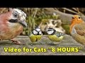 Cat Entertainment Videos : Video for Cats To Watch Birds : ULTIMATE 8 HOURS Cat Entertainment Videos : Video for Cats To Watch Birds : ULTIMATE 8 HOURS