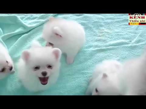 Liên khúc chó con sủa gâu gâu