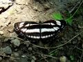 Sarancha's butterflies & moths (photo collection ...