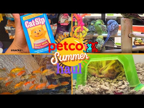 my summer petco monthly haul 2022 / shopping for my cat , supplies & food/ what i feed my cat