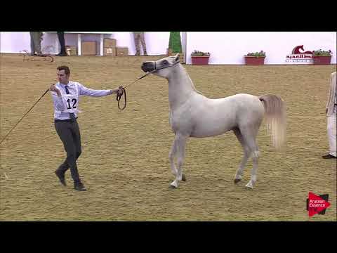 N 12 MASROUR AL WAAB   2019 Al Shaqab Arabian Horse Show Festival   Colts 2 Years Old Class 1A