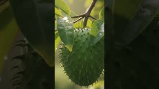 Download lagu Jangan Buang Daun Sirsak! Khasiatnya Luar Biasa#HealthieHabit mp3