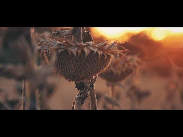 Фото Уборка урожая. Съемка для аграрной компании.