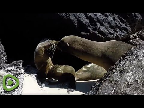 Female sea lion swoons when this cheeky male steals a kiss