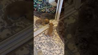 Video preview image #1 Mutt Puppy For Sale in Escondido, CA, USA