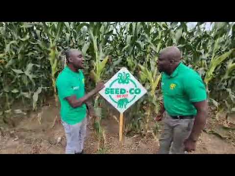 SC727 in Arusha Tanzania exhibition excellent performance  NB: Video is in Swahili