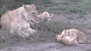 Playful Lion Cubs on the Serengeti, March 2017
