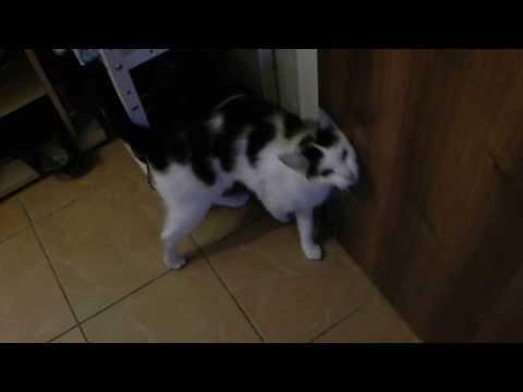 Tamararka’s Video 27695391381 OUHg-IuC1Bw