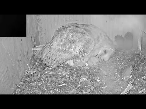 Proud Barn Owl Mom preens the feathers and comforts tiny baby.