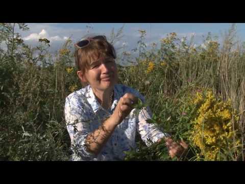 ROLNIKU CO ZROBIĆ ABY ZAROBIĆ - odc. 3 - ZIOŁA Z NATURY