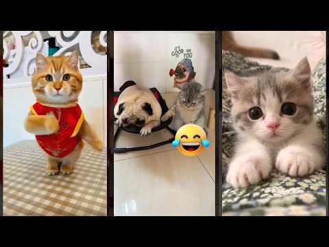Cute Animals 🥰 funny cats talking 🐱 #magicmewtv Ep 3888