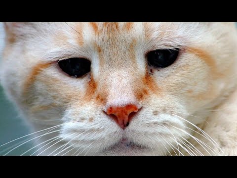 How To Remove Tear Stains From A Cat