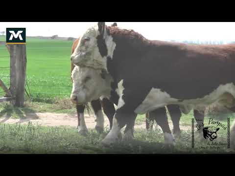 Cabaña Los Pampas • Toro PR (1) • Hereford • B180