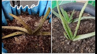 how to save a dying aloe vera plant