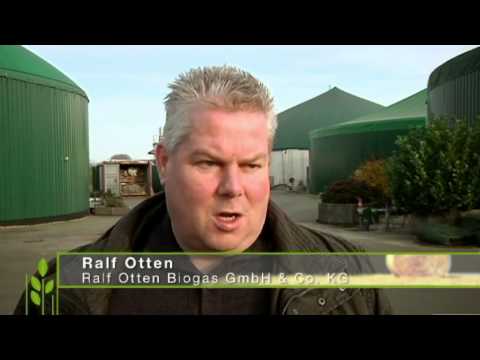 Zuckerrüben in Biogasanlagen