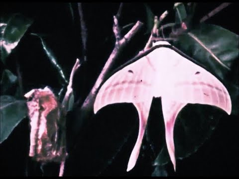 Melting Palms - Aurora (Visualizer)