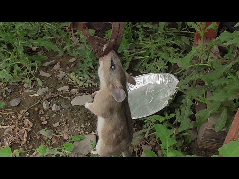 How To Catch A Packrat !  Guaranteed!