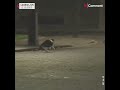 Cat VS Fox: Larry the cat chases fox from Downing Street #shorts