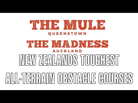 The Mule & The Madness, an interview with the creator!!