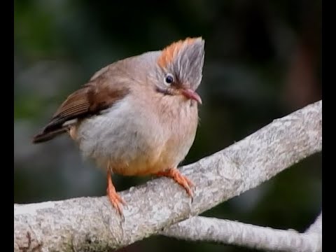 Juhina sivochochlatá (Yuhina occipitalis) — video o speve a chove