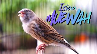 Download lagu MATERI ISIAN MEWAH JAWARA - MASTERAN KENARI ISIAN BLACKTHROAT GACOR SUARA JERNIH FAVORITE JURI mp3