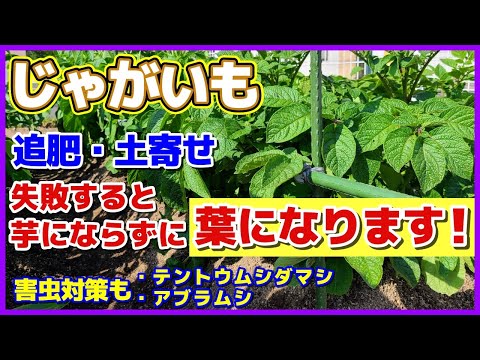 ジャガイモの花が咲かないのですが?これらが原因です 植物