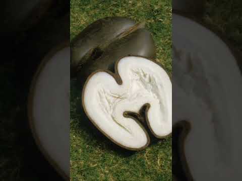 lodoicea maldivika palm tree 🌴🌴