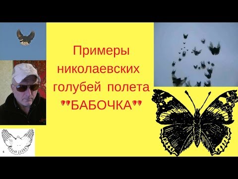 Николаевские голуби полет БАБОЧКИ