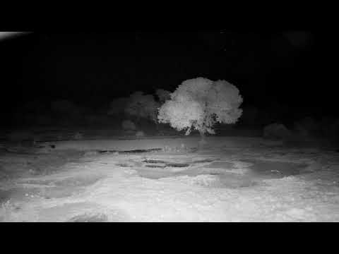 Live Wildlife Webcam in Tembe Elephant Park live cam