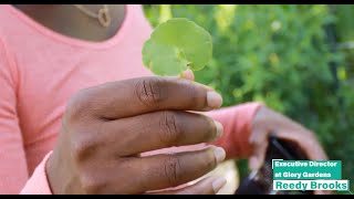 Educational Video on Native Medicinal Plants in Grand Bayou Feat. Reedy Brooks - Seeds of Innovation