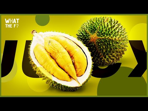 The KING of Fruits | The Durian Fruit and the Tales of Love