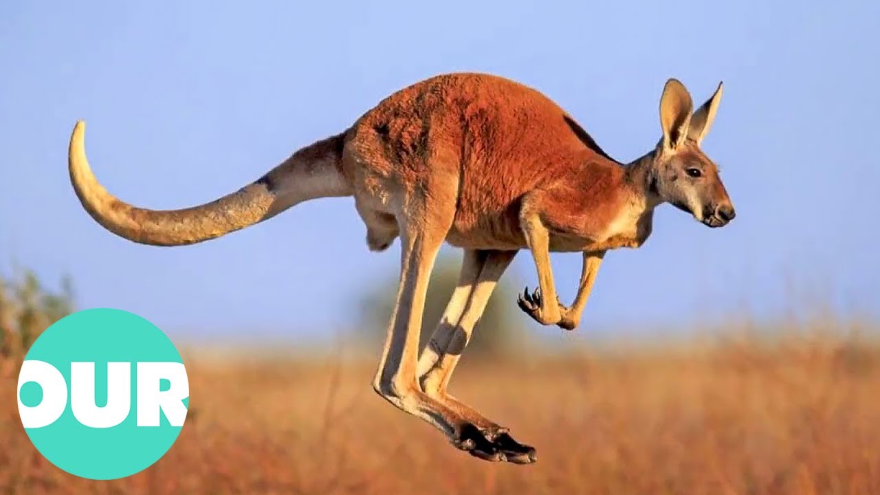 The Cutest Baby Animals Bouncing Around