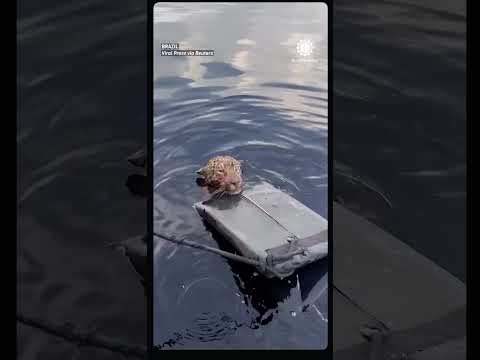 Heroic Brazil guys save injured jaguar from the Rio Negro river #jaguar #animalrescue #brazil #viral