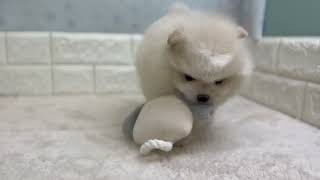 ポメラニアンの動画01