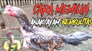 Download lagu Tips atau cara memilih anak ayam yang bagus dan berkual!tas mp3