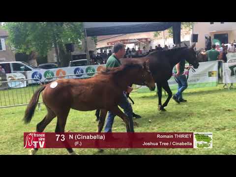 Sprinter Sacré Show 2018 : Lot 73 - N (Cinabella)
