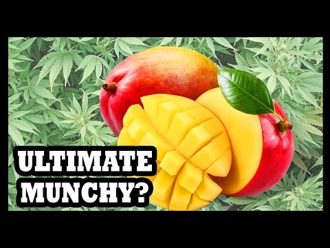 High and Hungry? Eat A Mango! - Food Feeder