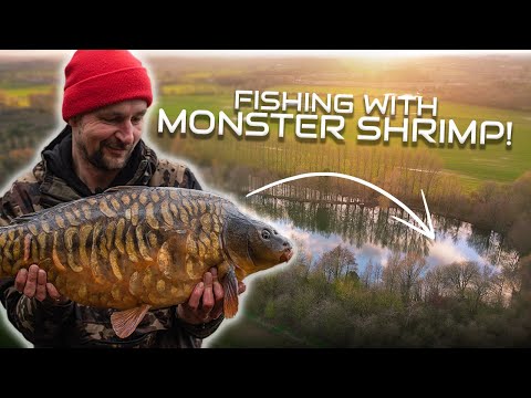 Spring Carp Fishing with Monster Shrimp | Oli Davies at Moor Lakes