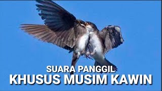 Download lagu 🔴PANGGIL SUPER JOSSS! SP. KHUSUS MUSIM KAWIN, SUARA WALET JAMAN CD mp3