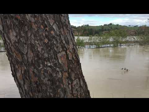 Eccezionale piena dell'Arno e dell'Ombrone allarme in Toscana. Campagne allagate, è emergenza