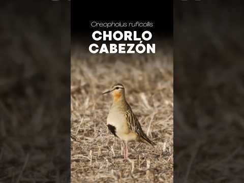 Chorlo Cabezón - Oreopholus ruficollis | Villada, Santa Fe #avesdeargentina