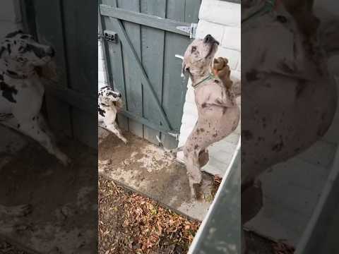 Anyone Want 2 Dogs? w OnlyJayus - #Shorts