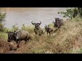 Wildebeest Migration Sounds
