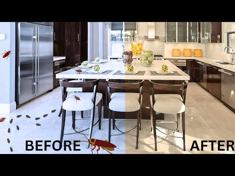 How To Keep Roaches Out of Your Home Permanently