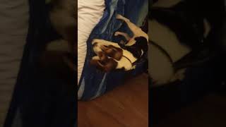 Beagle Puppies Videos